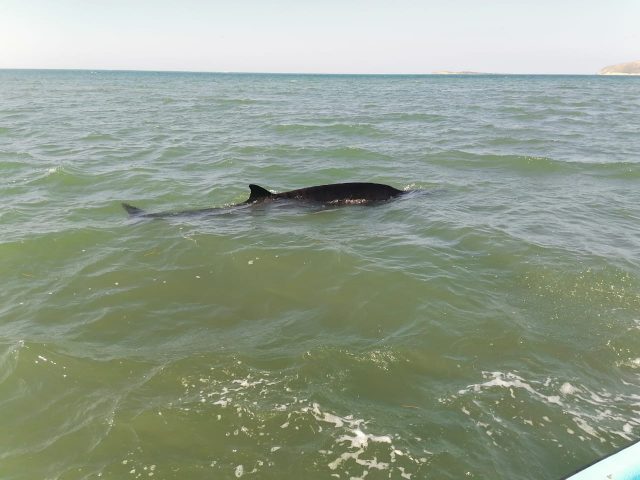 Ballena-640x480